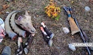 Ҳисор давлат қўриқхонасида “Қизил китоб”га киритилган тоғ эчкиси овланди