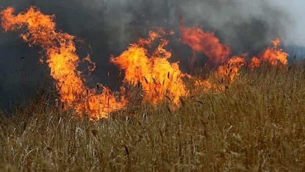 Aномал об-ҳаво сабаб Чотқолда ёнғин содир бўлди