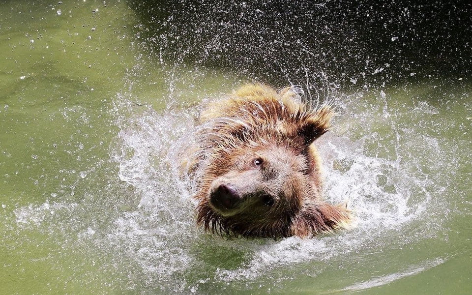 Aномал иссиқ пайтида Тошкент ҳайвонот боғи ҳайвонлари учун сув ўйинлари