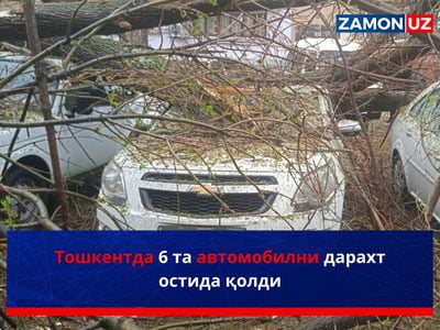 Тошкентда 6 та автомобил дарахт остида қолди