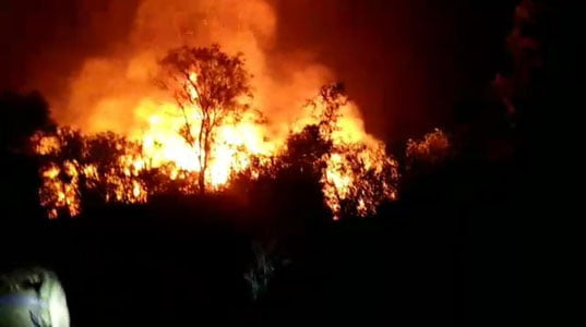 Samarqanddagi bog‘da o‘rmon yong‘ini sodir bo‘ldi