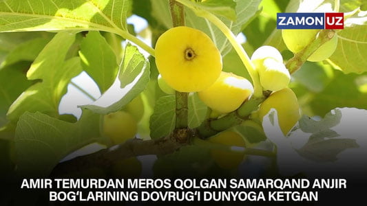 Amir Temurdan meros qolgan Samarqand anjir bog‘larining dovrug‘i dunyoga ketgan