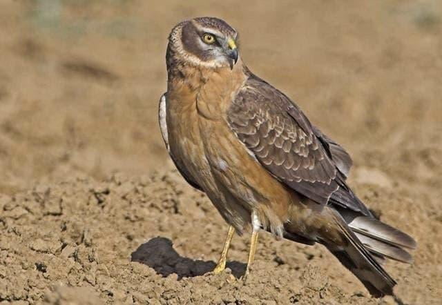 Бухорода қизил китобга киритилган чўл бўктаргиси(степной лунь) қушини сотмоқчи бўлганлар ушланди