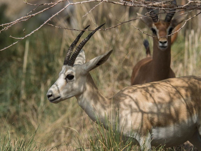 Жайрон овловчилар устидан суд ҳукми ўқилди