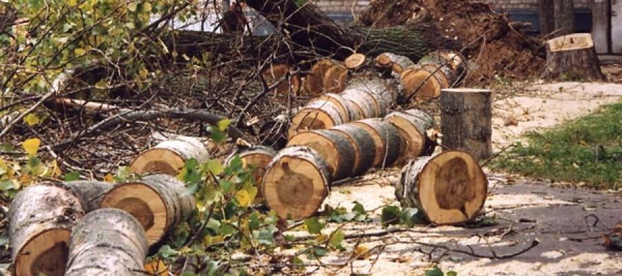 Дарахтларни кесишга мораторий 2024 йилга қадар узайтирилади