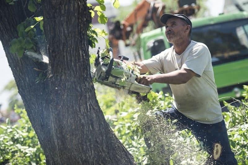 Ҳар бир туман ва шаҳарда дарахтларни сақлаш бўйича 5 та ишчидан иборат гуруҳлар ташкил этилади