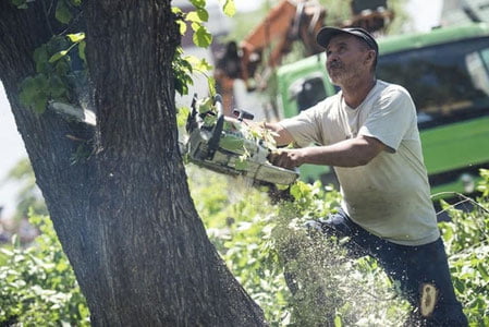 Ҳар бир туман ва шаҳарда дарахтларни сақлаш бўйича 5 та ишчидан иборат гуруҳлар ташкил этилади