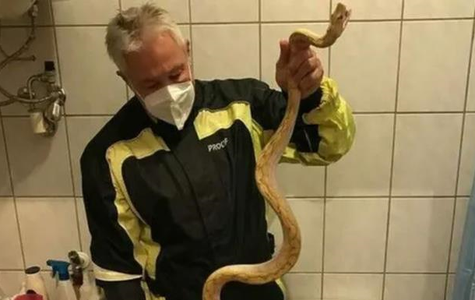 Австрияда яшовчи эркакни  ҳожатхонада  улкан илон чақиб олди