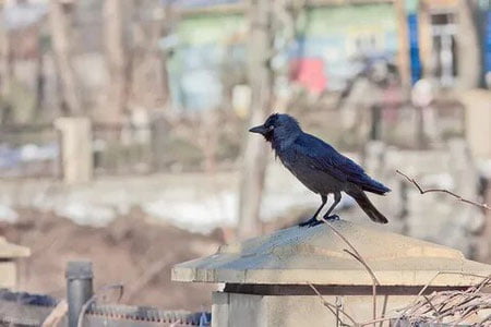 Shvetsiya ko‘chalarni tozalashning noodatiy usulidan foydalanmoqchi