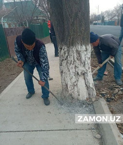 “ Biz betonga ham daraxt ekvororamiz!”