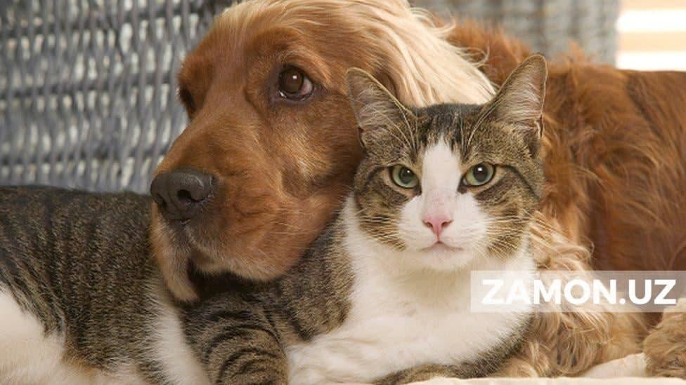 Ўзбекистонда энди ҳайвонлар  қаттиқ ҳимоя қилинади: уларга нисбатан шафқатсизлик жиноий жавобгарликка сабаб бўлади