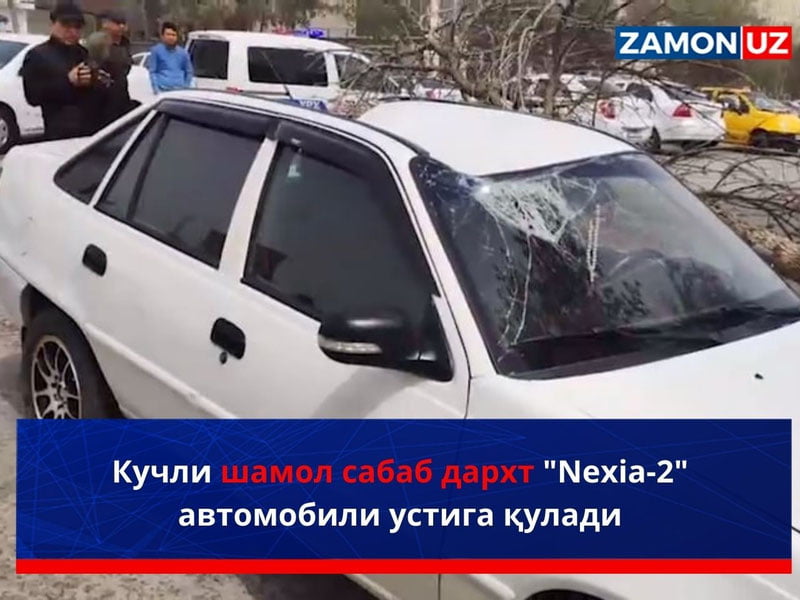Кучли шамол сабаб дарахт "Nexia-2" автомобили устига қулади