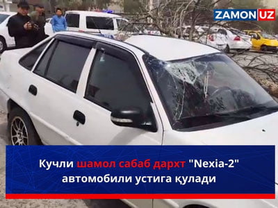 Кучли шамол сабаб дарахт "Nexia-2" автомобили устига қулади