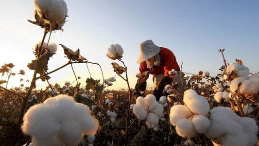 Ўзбекистонда 2021 йил қанча пахта териб олинди?