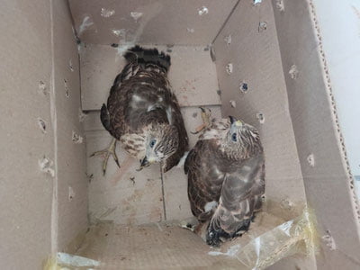 “Қуш сотаман, оласизми?”