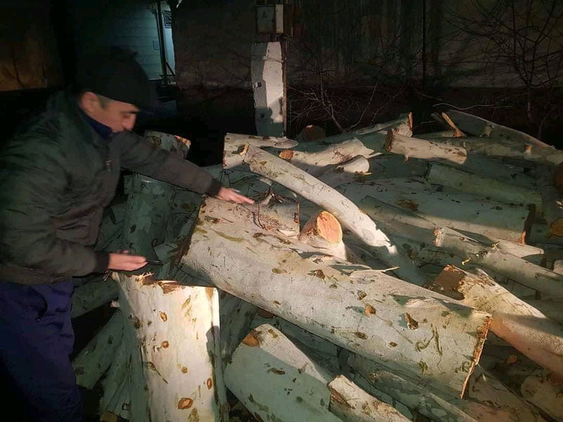 Andijondagi perinatal markaz hududida  12 tup daraxtlar qonunga xilof ravishda kesildi