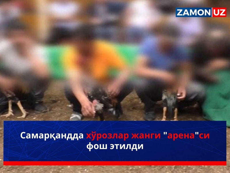 Самарқандда хўрозлар жанги "арена"си фош этилди