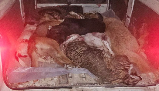 Андижонда ободонлаштириш ходимлари итларни отиб ташлагани айтилмоқда.