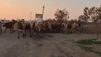 Qashqadaryoda hokimlik binosiga chorva mollarini haydab borgan fuqaro bir haftaga qamaldi