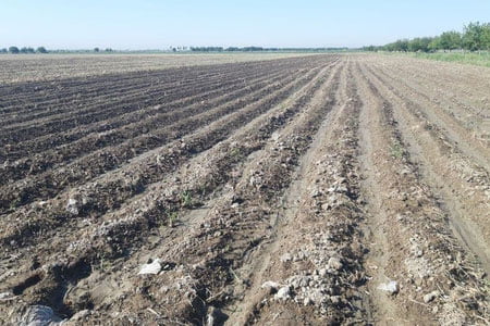 Айрим аҳоли қатламлар ер учун барча тўловлардан озод қилинади