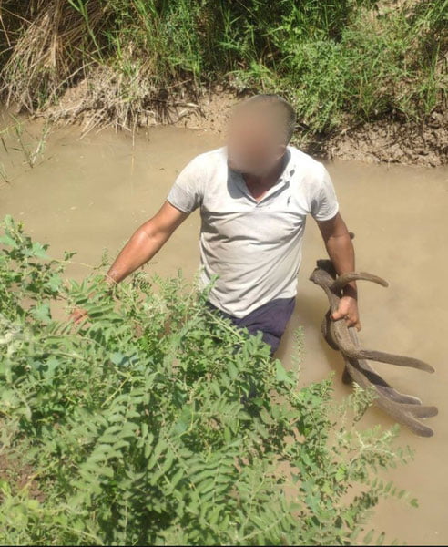 Қорақалпоғистонда Қизил китобга киритилган буғу отиб ўлдирилди