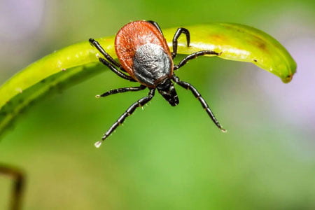 Япониялик шифокорлар Оз вирусидан биринчи одам ўлимини қайд этишди