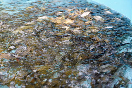 Sirdaryoga bir milliondan ortiq baliq chaqalari qo‘yib yuborildi