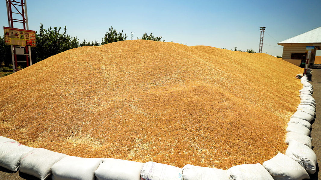 Ўзбекистонда 2023 йилда қанча ғалла етиштирилгани маълум бўлди