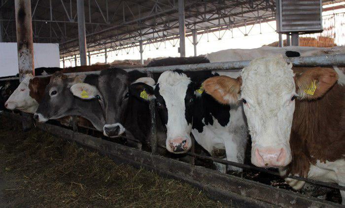 Қашқадарёда раҳбар 400 минг долларга олинган зотли молларни сотиб юборди