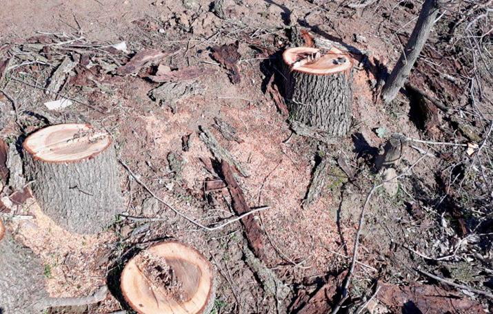 Экология вазирлиги Бухоро ва Сурхондарёда йўл қурилиши сабабли кўп сонли дарахтларнинг кесилишига муносабат билдирди