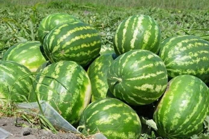 O'zbekiston tarvuz eksporti bo'yicha rekordni yangiladi