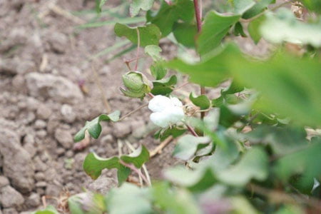 Сурхондарёда пахта очилди