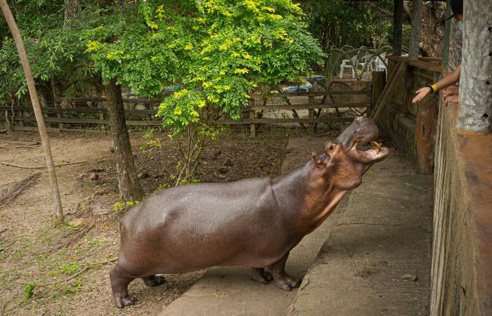 Pablo Eskobarning begemotlari Hindiston va Meksikaga jo‘natiladi