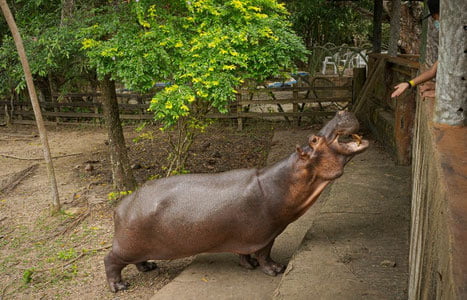 Pablo Eskobarning begemotlari Hindiston va Meksikaga jo‘natiladi