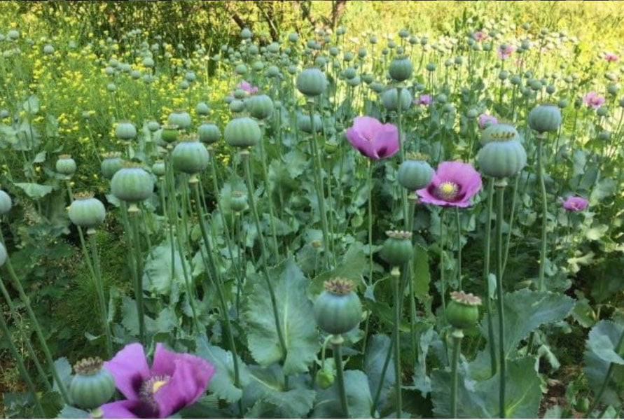 Фарғонада гиёҳвандлик воситалари етиштираётган аёл қўлга тушди