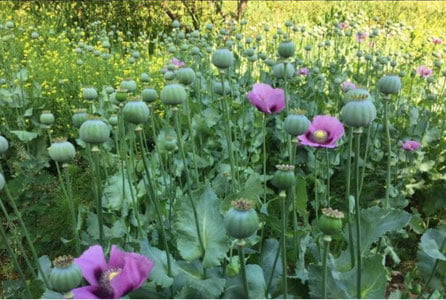 Фарғонада гиёҳвандлик воситалари етиштираётган аёл қўлга тушди