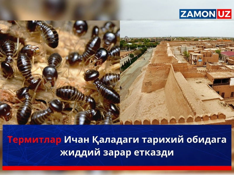 Термитлар Ичан Қальадаги тарихий обидага жиддий зарар етказди
