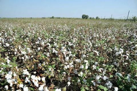 Ўзбекистон ва АҚШлик олимлар янги пахта навини яратди