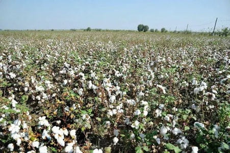 Ўзбекистон ва АҚШлик олимлар янги пахта навини яратди