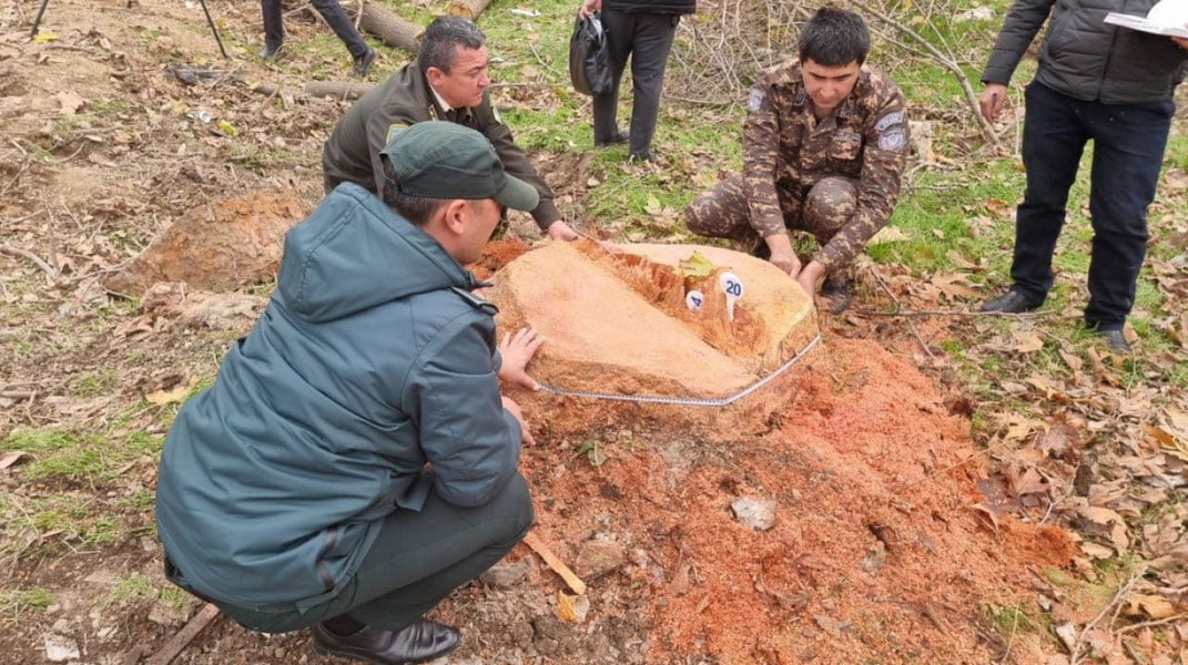 Яна дарахткушлик: пойтахтда қимматбаҳо дарахтлар кесиб ташланди