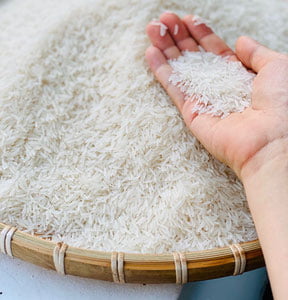 Ўзбекистон Мисрга гуруч экспорт қилиши мумкин