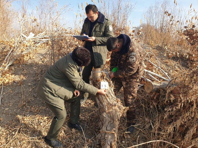 Хоразмда дарахт кесган мансабдор 2 йилга қамалди