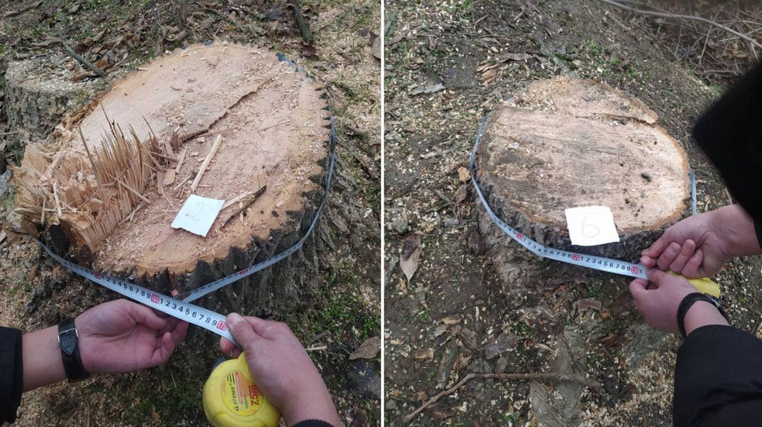 Тошкент вилоятида тунда дарахтларга ҳужум қилинди