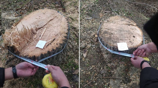 Тошкент вилоятида тунда дарахтларга ҳужум қилинди