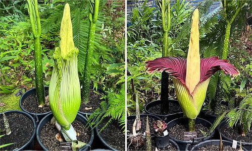 Дунёнинг энг бадбўй гулини кўриш учун минглаб одамлар йиғилди