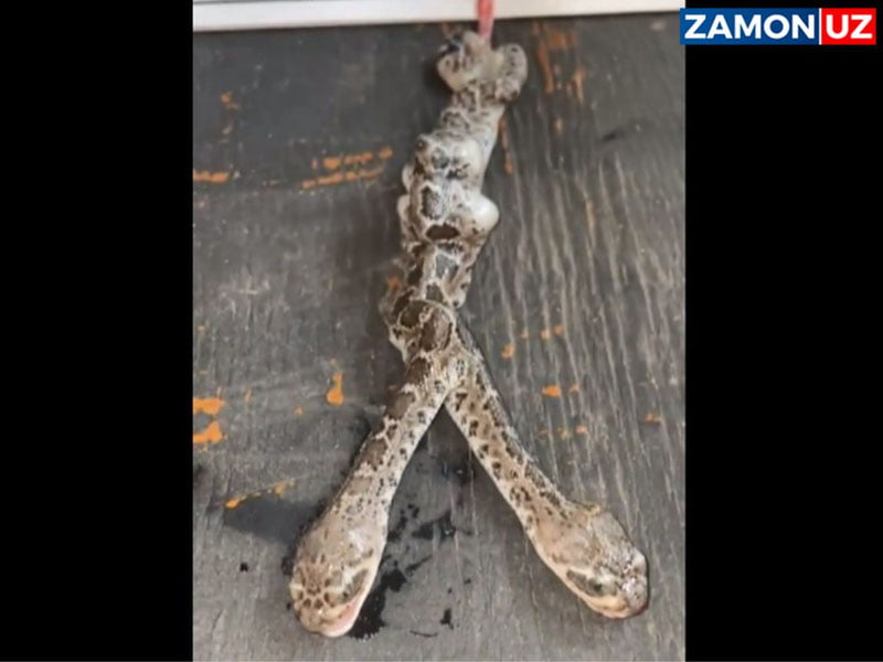 JARda ikki boshli ilon dunyoga keldi