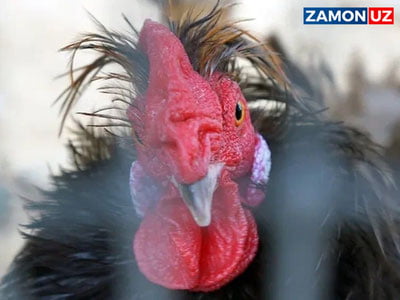 Камбоджалик қиз парранда гриппидан вафот этди