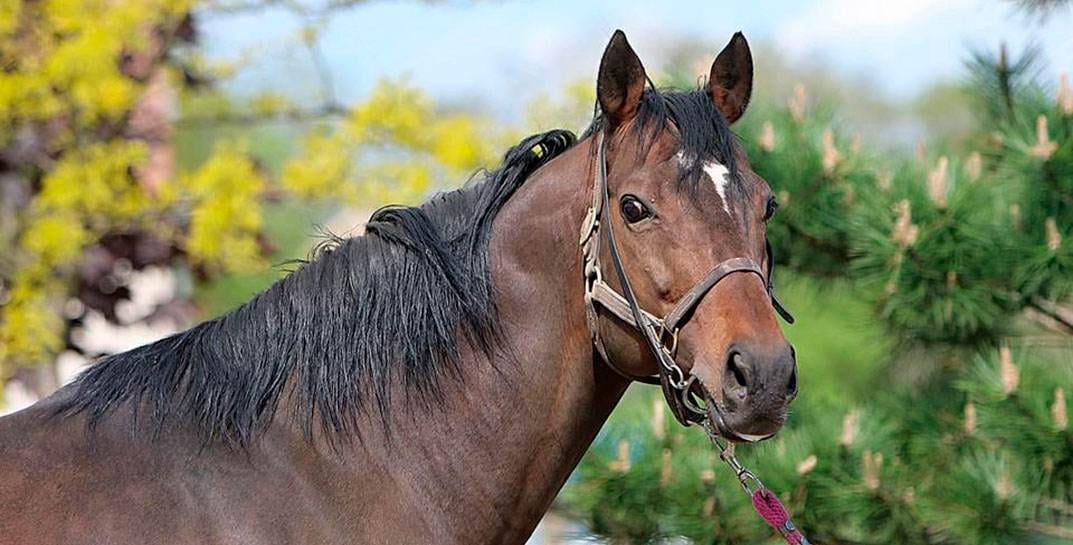 Отимни камситмаслигингизни сўрайман—Рамзан Қодиров