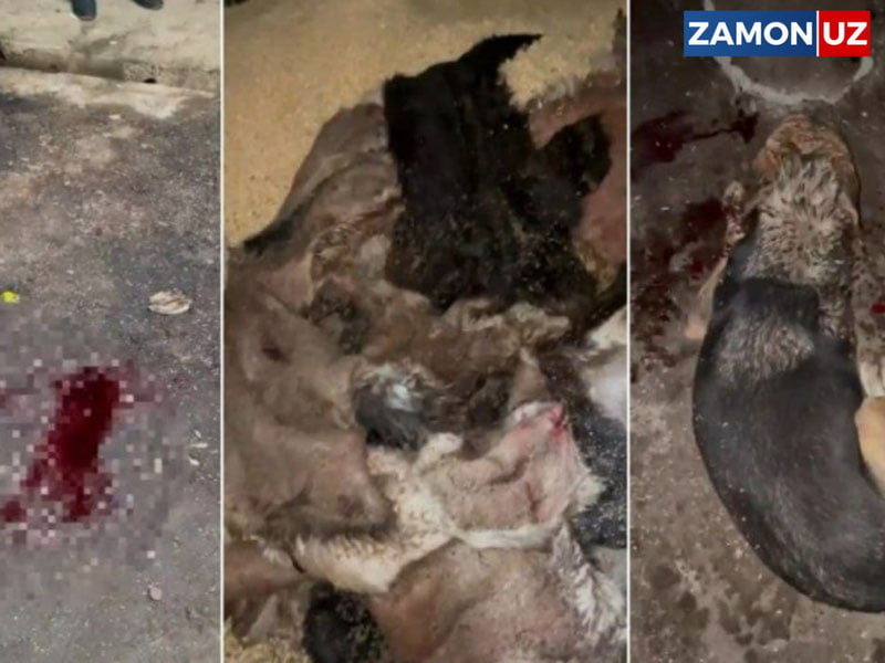 Тошкент вилоятида итлар сўйиб ташланди