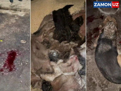 Тошкент вилоятида итлар сўйиб ташланди